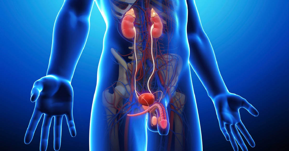 prevenzione urologica