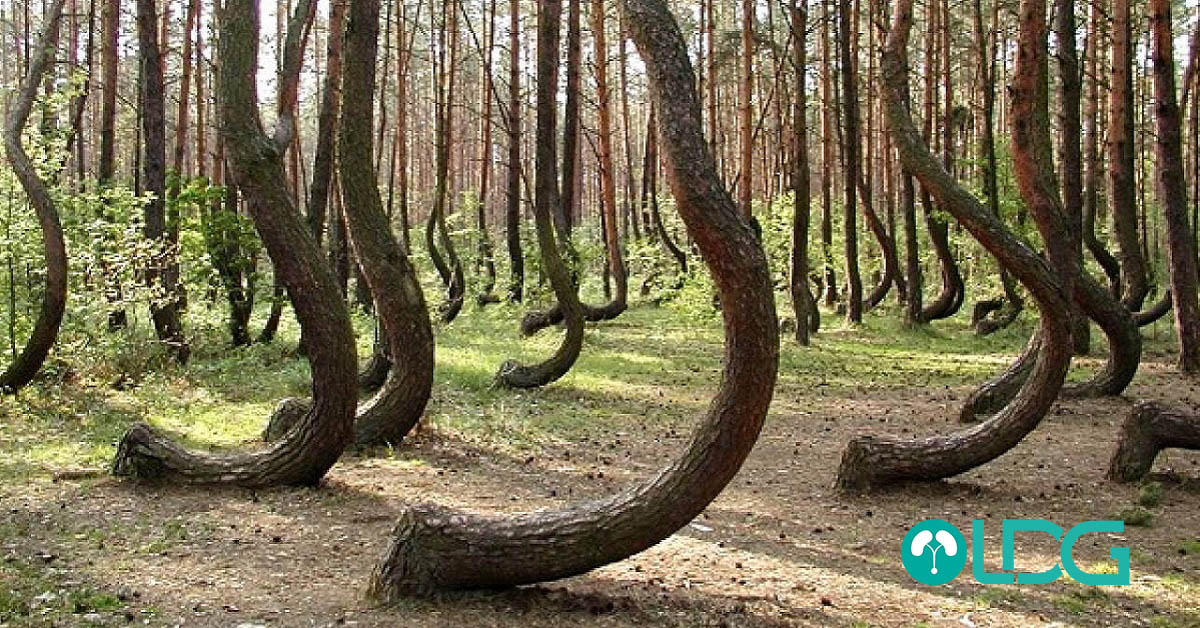 correzione pene curvo corporoplastica
