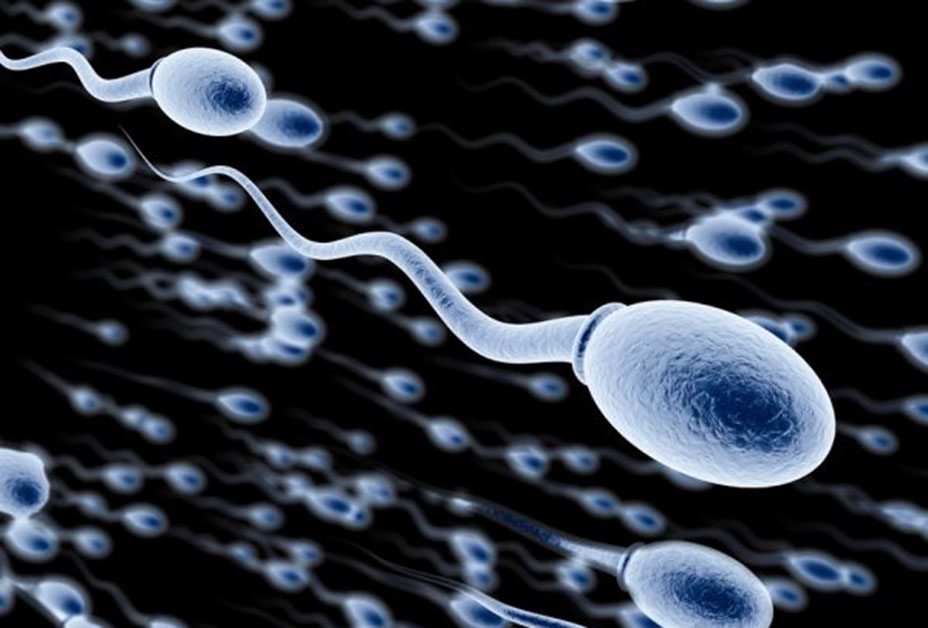 alimentazione e spermatozoi