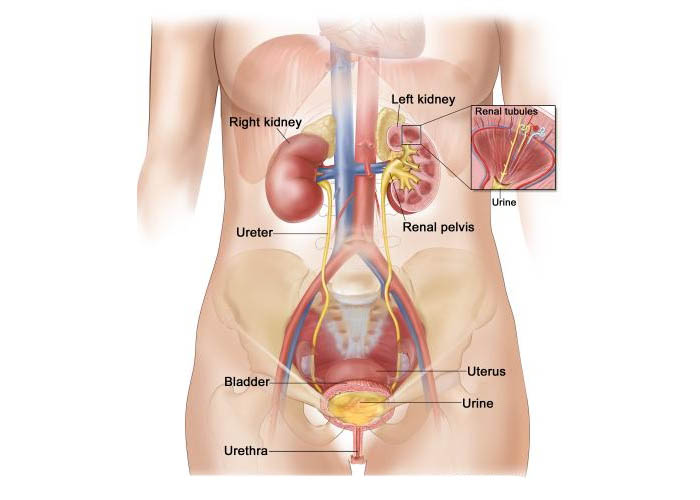 tumori urologici femminili